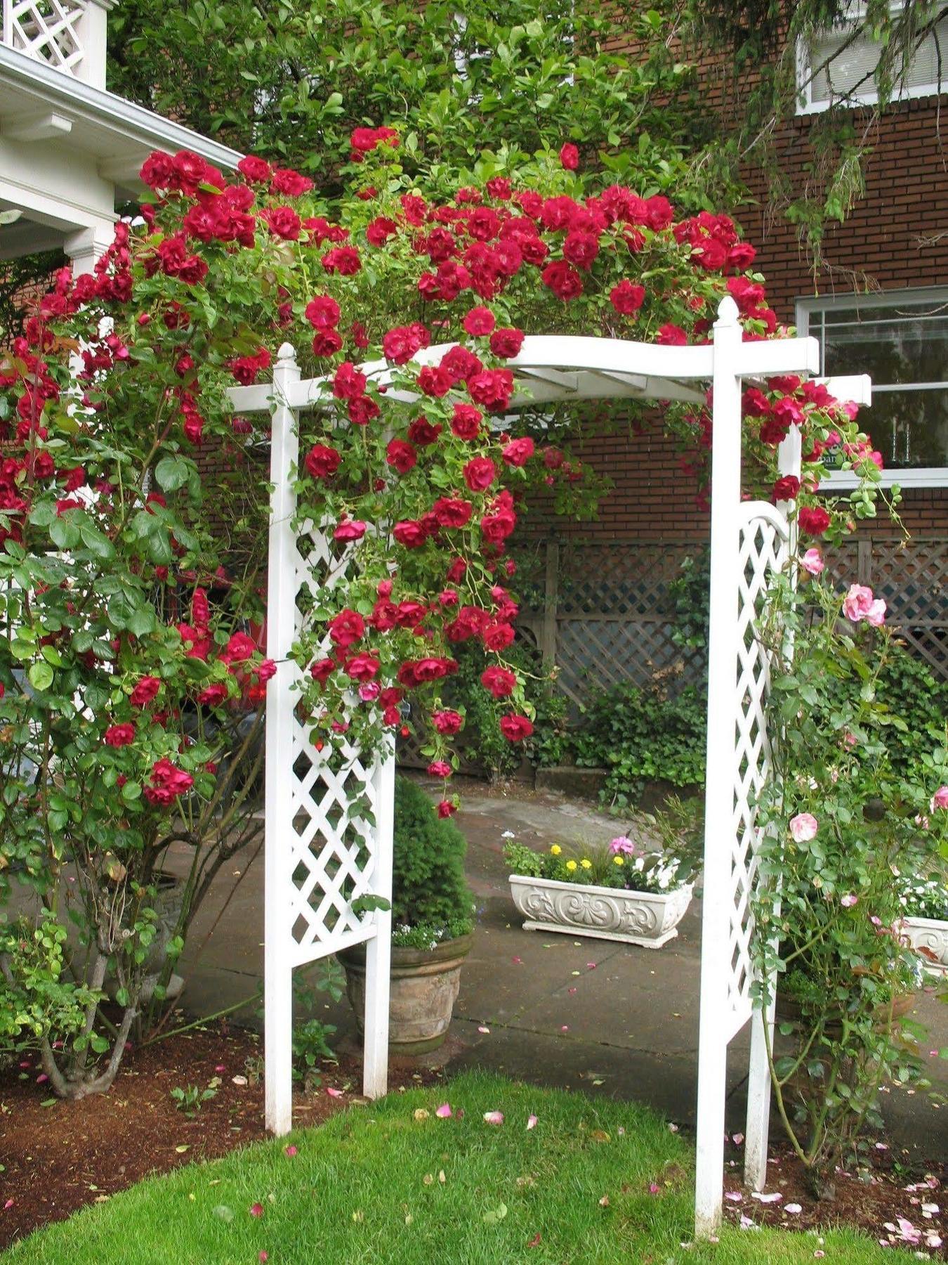 Lion And The Rose Victorian Guest House Portland Exterior foto